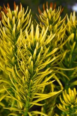 Korean Gold Plum Yew (Cephalotaxus) - 3 Gallon Pot -Garden Sales Store cephalotaxus harringtonia korean gold japanese yew 13