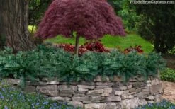 Creeping Japanese Plum Yew (Cephalotaxus Harringtonia 'Prostrata') - 7 Gallon Pot 11 Creeping Japanese Plum Yew (Cephalotaxus Harringtonia 'Prostrata') - 7 Gallon Pot -Garden Sales Store cephalotaxus harringtonia prostrata creeping japanese yew 33