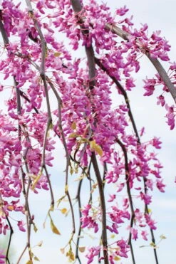 Golden Falls Weeping Redbud Tree - 5 Gallon Pot (4-5') -Garden Sales Store cercis canadensis golden falls weeping redbud 4