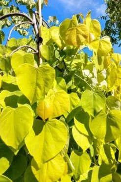 Golden Falls Weeping Redbud Tree - 5 Gallon Pot (4-5') -Garden Sales Store cercis canadensis golden falls weeping redbud 5