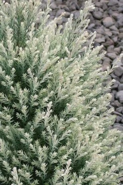 Barry's Silver Lawson Cypress (Chamaecyparis Lawsoniana) - 2 Gallon Pot -Garden Sales Store chamaecyparis lawsoniana barrys silver lawson cypress 2