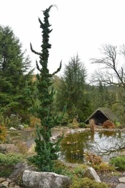 Wissel's Saguaro Lawson Cypress - 1 Gallon Pot -Garden Sales Store chamaecyparis lawsoniani wissels saguaro cypress 4