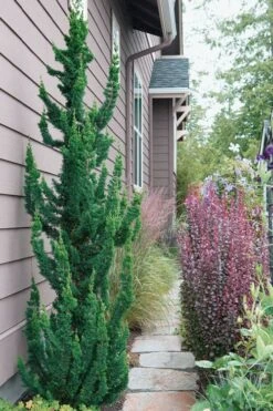 Wissel's Saguaro Lawson Cypress - 5 Gallon Pot -Garden Sales Store chamaecyparis lawsoniani wissels saguaro cypress 5 1