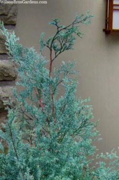 Blue Feathers Hinoki Cypress - 1 Gallon Pot -Garden Sales Store chamaecyparis obtusa blue feathers hinoki cypress 1