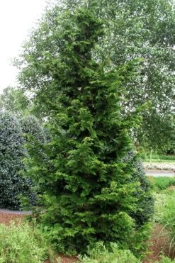 Slender Hinoki Cypress - 1 Gallon Pot -Garden Sales Store chamaecyparis obtusa gracilis slender hinoki cypress 101