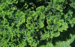 True Dwarf Hinoki Cypress (Chameacyparis Obtusa 'Nana') - 1 Gallon Pot -Garden Sales Store chamaecyparis obtusa nana true dwarf hinoki cypress 5