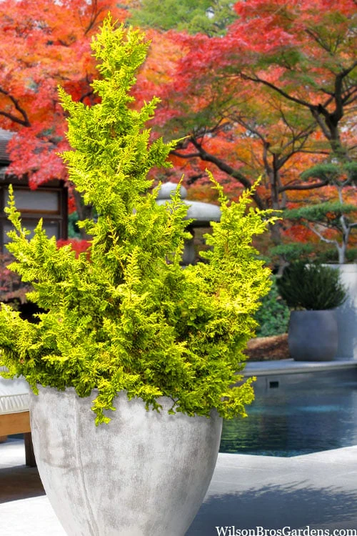 Garden Sales Store 45 Garden Sales Store -Garden Sales Store chamaecyparis obtusa tetragona aurea hinoki cypress 12