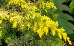 Golden Fernspray Hinoki Cypress - 3 Gallon Pot -Garden Sales Store chamaecyparis obtusa tetragona aurea hinoki cypress 4