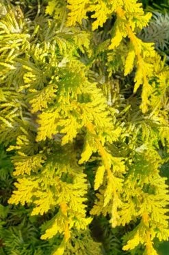 Golden Fernspray Hinoki Cypress - 3 Gallon Pot -Garden Sales Store chamaecyparis obtusa tetragona aurea hinoki cypress 5