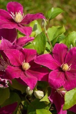 Acropolis Clematis - 1 Gallon Pot -Garden Sales Store clematis acropolis 5