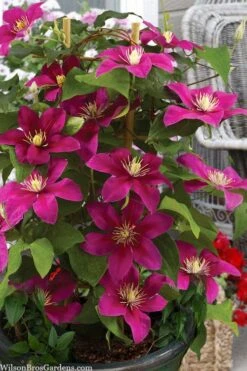 Acropolis Clematis - 1 Gallon Pot -Garden Sales Store clematis acropolis 7
