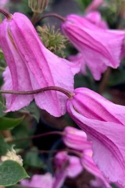 Alionushka Clematis - 1 Gallon Pot -Garden Sales Store clematis alionushka 500x750 1