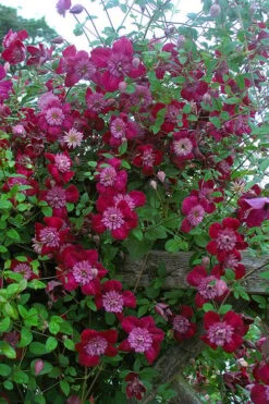 Avant-Garde Clematis - 1 Gallon Pot -Garden Sales Store clematis avant garde 11