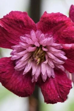 Avant-Garde Clematis - 1 Gallon Pot -Garden Sales Store clematis avant garde 4