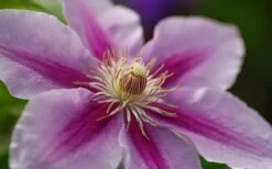 Bees Jubilee Clematis - 1 Gallon Pot -Garden Sales Store clematis bees jubilee 10