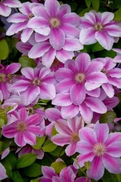 Bees Jubilee Clematis - 1 Gallon Pot -Garden Sales Store clematis bees jubilee 13
