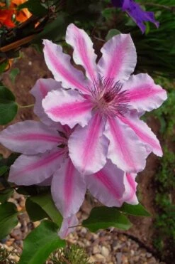Bees Jubilee Clematis - 1 Gallon Pot -Garden Sales Store clematis bees jubilee 5