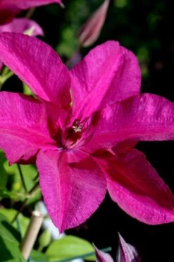 Cardinal Wyszynski Clematis - 1 Gallon Pot -Garden Sales Store clematis cardinal wyszynski 10