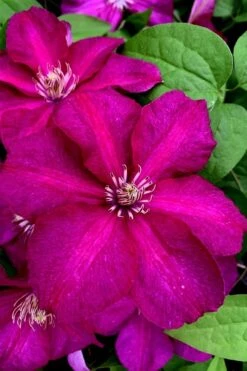 Cardinal Wyszynski Clematis - 1 Gallon Pot -Garden Sales Store clematis cardinal wyszynski 11