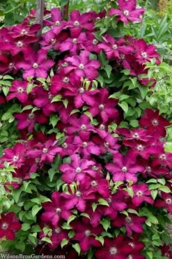 Cardinal Wyszynski Clematis - 1 Gallon Pot -Garden Sales Store clematis cardinal wyszynski 7