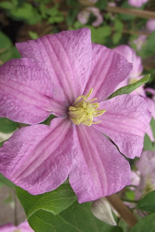 Comtesse De Bouchaud Clematis - 1 Gallon Pot 6 Comtesse De Bouchaud Clematis - 1 Gallon Pot - Image 6