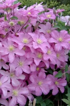 Comtesse De Bouchaud Clematis - 1 Gallon Pot 9 Comtesse De Bouchaud Clematis - 1 Gallon Pot -Garden Sales Store clematis comtesse de bouchaud 3