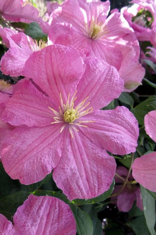 Comtesse De Bouchaud Clematis - 1 Gallon Pot 1 Comtesse De Bouchaud Clematis - 1 Gallon Pot