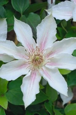 Corinne Clematis - 1 Gallon Pot -Garden Sales Store clematis corinne 14