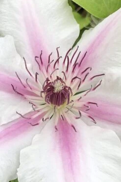 Corinne Clematis - 1 Gallon Pot -Garden Sales Store clematis corinne 15