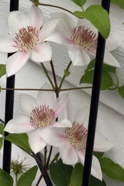 Corinne Clematis - 1 Gallon Pot -Garden Sales Store clematis corinne 17