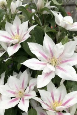 Corinne Clematis - 1 Gallon Pot -Garden Sales Store clematis corinne 2