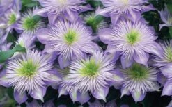 Crystal Fountain Clematis - 1 Gallon Pot -Garden Sales Store clematis crystal fountain 2