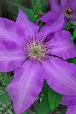 Elsa Spath Clematis - 1 Gallon Pot -Garden Sales Store clematis elsa spath 7