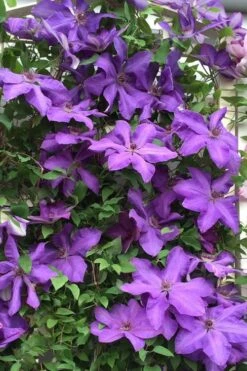 Elsa Spath Clematis - 1 Gallon Pot -Garden Sales Store clematis elsa spath 9
