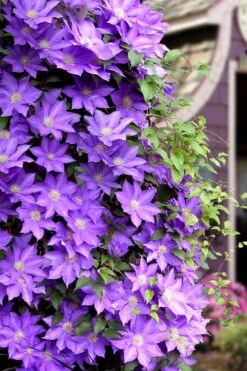 General Sikorski Clematis - 1 Gallon Pot -Garden Sales Store clematis general sikorski 11