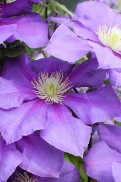 General Sikorski Clematis - 1 Gallon Pot -Garden Sales Store clematis general sikorski 6
