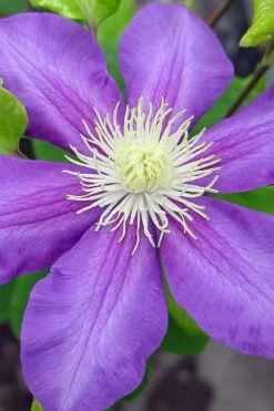 General Sikorski Clematis - 1 Gallon Pot -Garden Sales Store clematis general sikorski 8