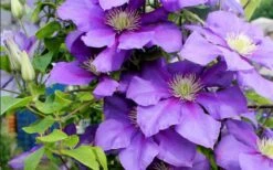 General Sikorski Clematis - 1 Gallon Pot -Garden Sales Store clematis general sikorski 9