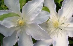Gillian Blades Clematis - 1 Gallon Pot -Garden Sales Store clematis gillian blades 4