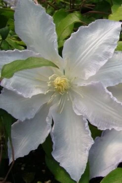 Gillian Blades Clematis - 1 Gallon Pot -Garden Sales Store clematis gillian blades 5
