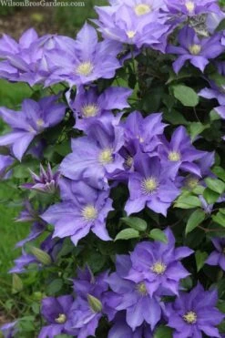 H. F. Young Clematis - 3 Gallon Pot -Garden Sales Store clematis h f young 13