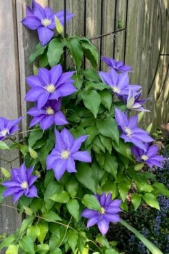H. F. Young Clematis - 3 Gallon Pot -Garden Sales Store clematis h f young 5