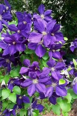 Jackmanii Superba Clematis - 1 Gallon Pot -Garden Sales Store clematis jackmanii superba 3