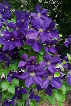 Jackmanii Superba Clematis - 1 Gallon Pot -Garden Sales Store clematis jackmanii superba 4