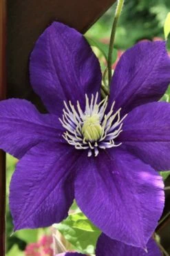 Jackmanii Superba Clematis - 1 Gallon Pot -Garden Sales Store clematis jackmanii superba 5