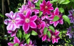 Killian Donahue Clematis - 1 Gallon Pot -Garden Sales Store clematis killian donahue 3