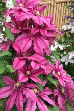 Liberation Clematis - 1 Gallon Pot -Garden Sales Store clematis liberation 4