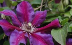 Mrs. Norman Thompson Clematis - 1 Gallon Pot -Garden Sales Store clematis mrs n thompson 1