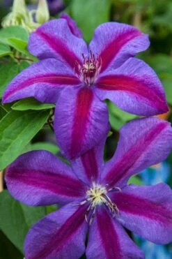 Mrs. Norman Thompson Clematis - 1 Gallon Pot -Garden Sales Store clematis mrs n thompson 7