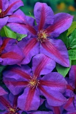 Mrs. Norman Thompson Clematis - 1 Gallon Pot -Garden Sales Store clematis mrs norman thompson 20